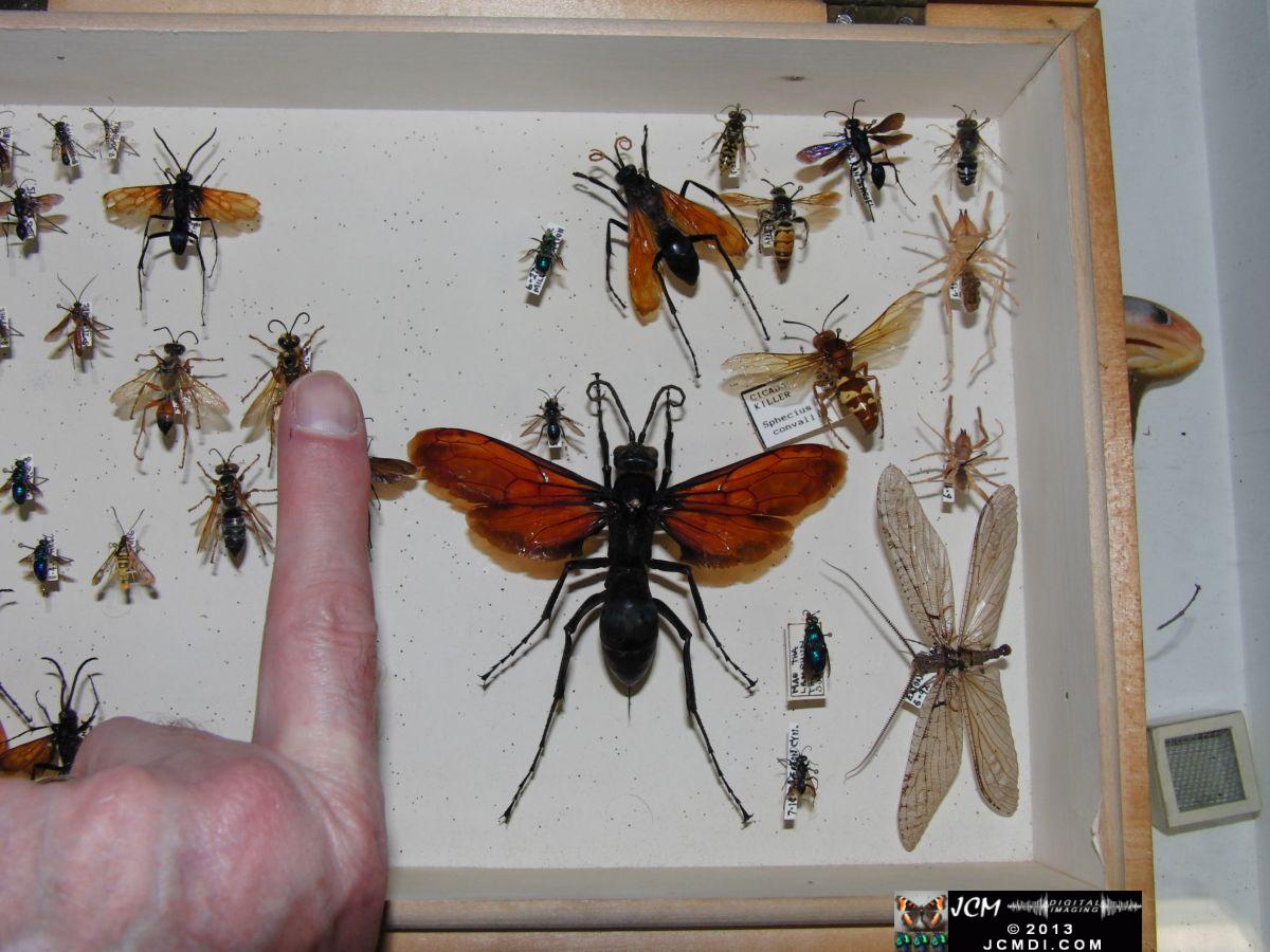 A huge tarantula hawk wasp 02-20-2010 